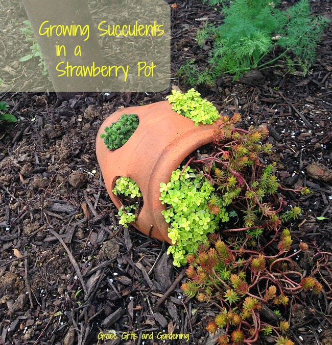 Strawberry Pot Succulents grace grits and gardening