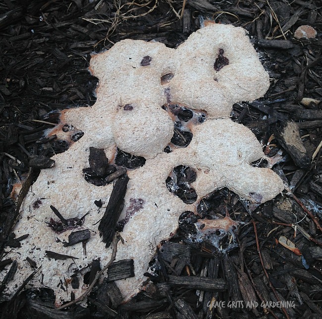 There's slime mold growing in my garden! grace grits and gardening