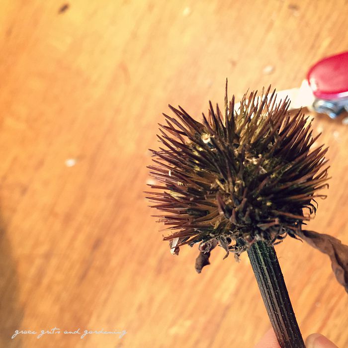How to harvest Coneflower Seeds grace grits and gardening